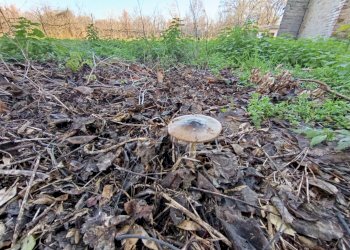 Foto 35 - Rustico via casali
 
30, Formigine - foto 35