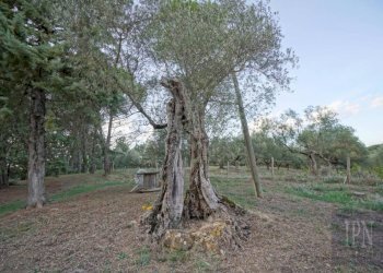 Terreno - Rustico via Rodolfo Morandi, 4A, Umbertide - foto 15
