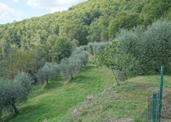 Terreno - Villa strada Provinciale di Morra, Città di Castello - foto 15
