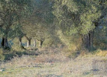 Terreno - Villa Corciano - photo 32