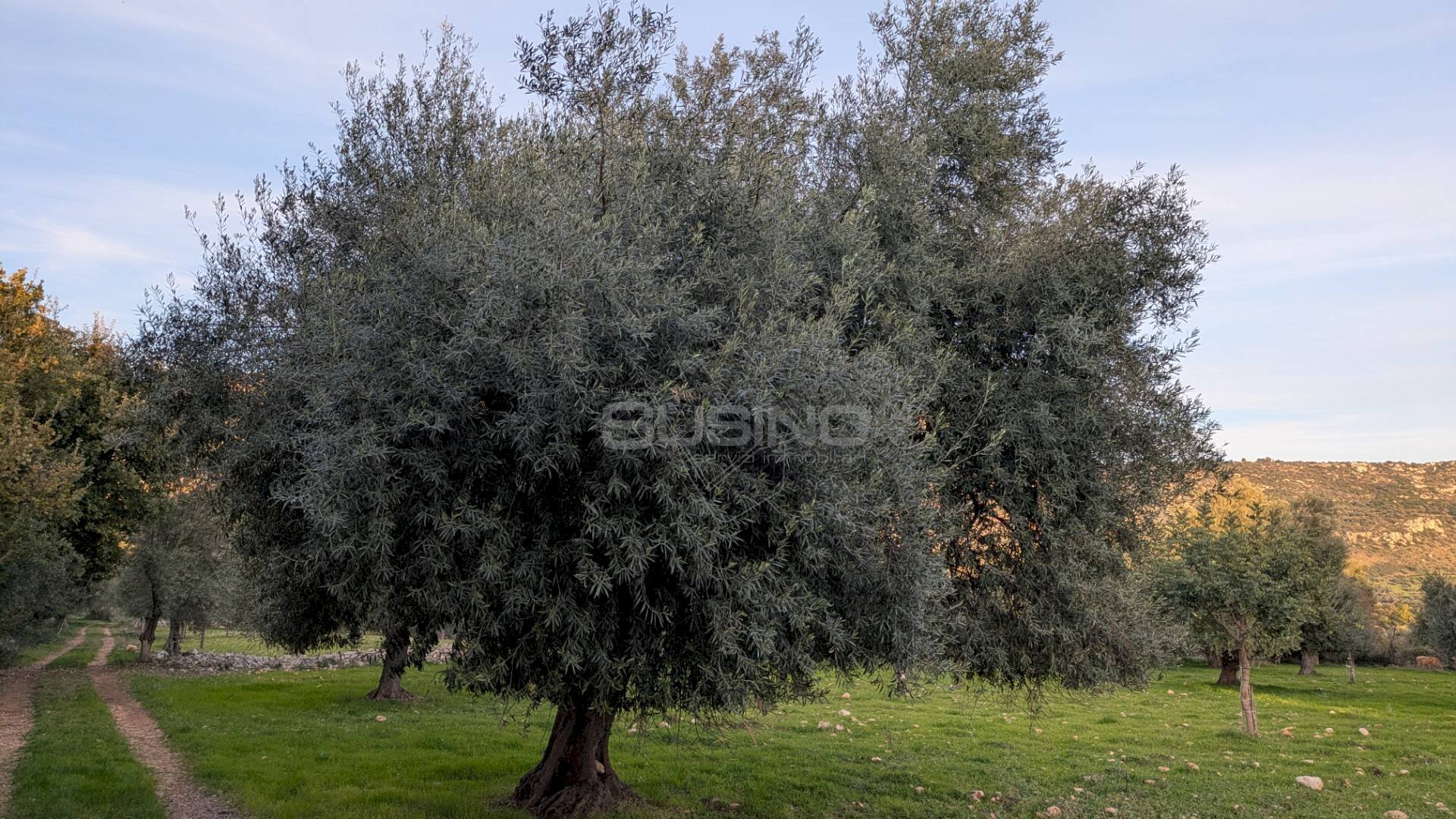 Foto 2 - Agricultural land CONTRADA VILLA CESAREA
 
SNC, Sortino - photo 2