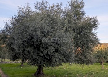 Foto 2 - Terreno agricolo CONTRADA VILLA CESAREA
SNC, Sortino - foto 2