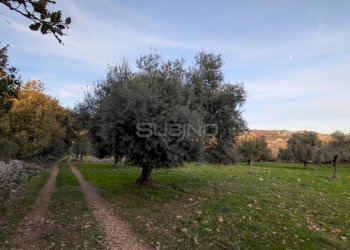 Foto 13 - Terreno agricolo CONTRADA VILLA CESAREA
SNC, Sortino - foto 13