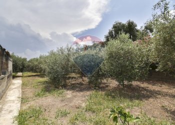 Giardino - Casa indipendente Via Dell' Euforbia
 
11, Catania - foto 12