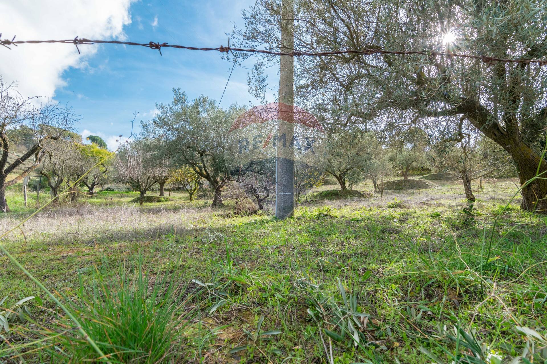 Giardino - Terreno agricolo contrada colla sp 25, Piazza Armerina - foto 3