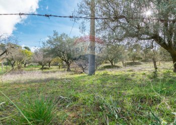 Giardino - Terreno agricolo contrada colla sp 25, Piazza Armerina - foto 3