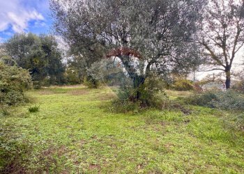 Giardino - Terreno edificabile Via Poggio Della Torre, Manziana - foto 8