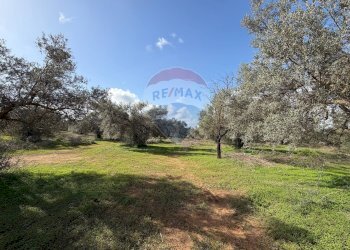 Giardino - Terreno agricolo C.da Scornavacche, Chiaramonte Gulfi - foto 5