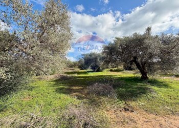 Giardino - Terreno agricolo C.da Scornavacche, Chiaramonte Gulfi - foto 6