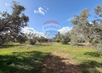 Giardino - Terreno agricolo C.da Scornavacche, Chiaramonte Gulfi - foto 7