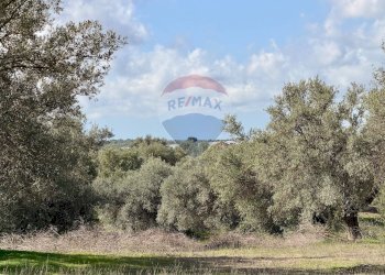 Non correlato - Terreno agricolo C.da Scornavacche, Chiaramonte Gulfi - foto 10