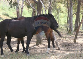 Non correlato - Rustico Petralia Sottana - foto 32