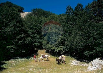 Giardino - Rustico Petralia Sottana - foto 34