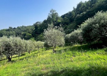 uliveto - Terreno agricolo Via Bazziola, Monteviale - foto 23
