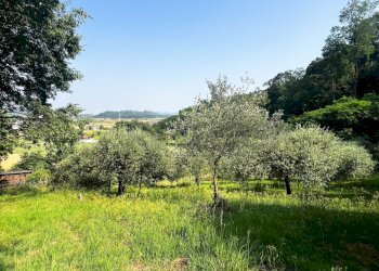 uliveto - Terreno agricolo Via Bazziola, Monteviale - foto 24