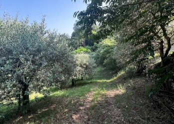 uliveto - Terreno agricolo Via Bazziola, Monteviale - foto 25