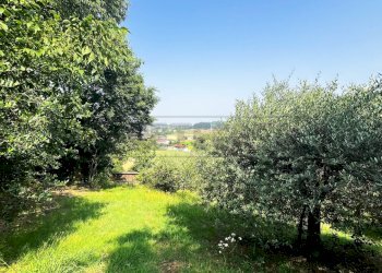 uliveto - Terreno agricolo Via Bazziola, Monteviale - foto 26