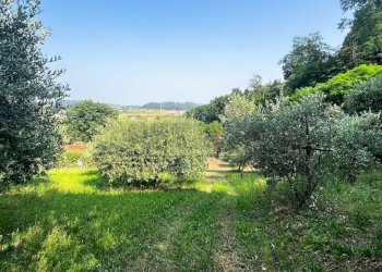 uliveto - Terreno agricolo Via Bazziola, Monteviale - foto 27