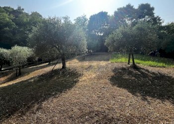 uliveto - Terreno agricolo Via Bazziola, Monteviale - foto 29