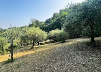 uliveto - Terreno agricolo Via Bazziola, Monteviale - foto 30