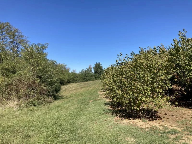 Terreno agricolo Mondovì - foto 1