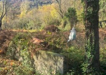 Terreno agricolo via Ciorani, Mercato San Severino - foto 5