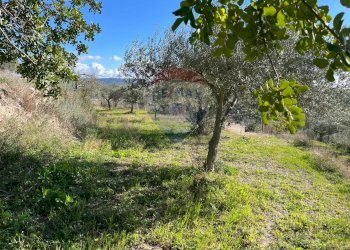 Giardino - Casa indipendente contrada San Giacomo
 
snc, Ragusa - foto 46