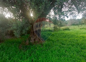 Giardino - Rustico contrada deserto, Comiso - foto 14