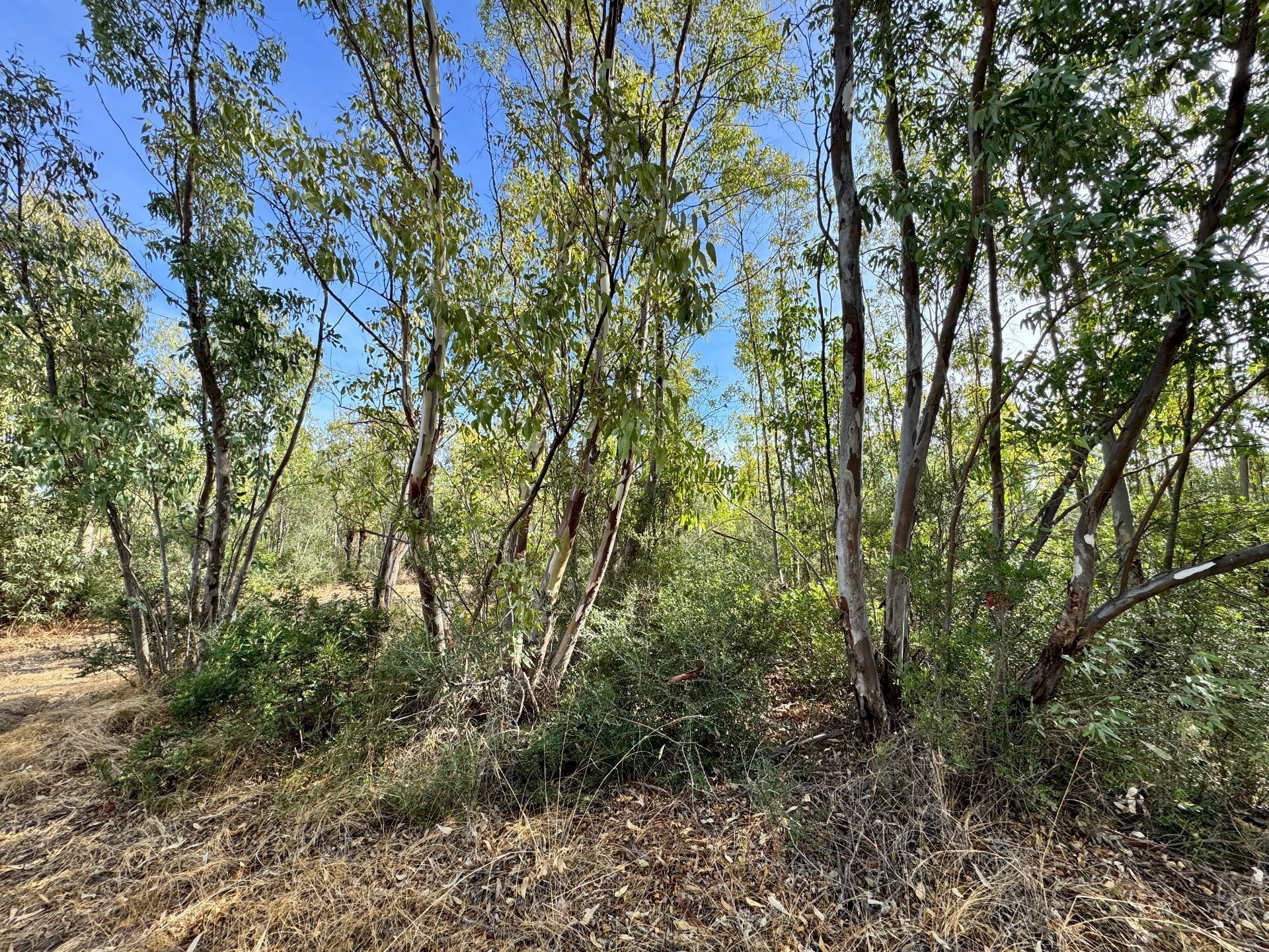 Foto 1 - Terreno agricolo Strada vicinale nuraghe, San Vito - foto 1