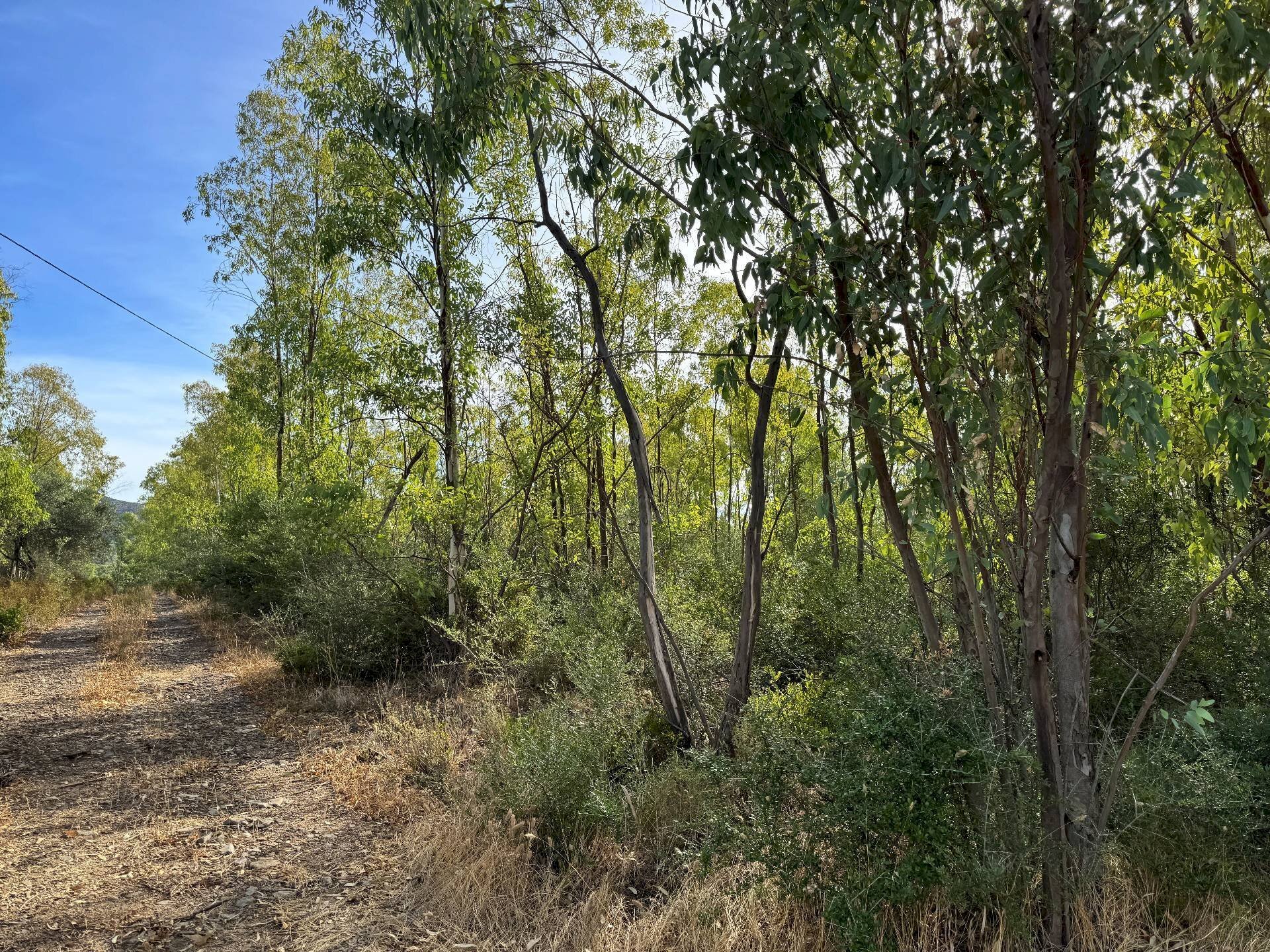 Foto 2 - Terreno agricolo Strada vicinale nuraghe, San Vito - foto 2