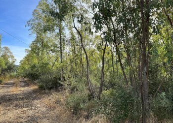 Foto 2 - Terreno agricolo Strada vicinale nuraghe, San Vito - foto 2