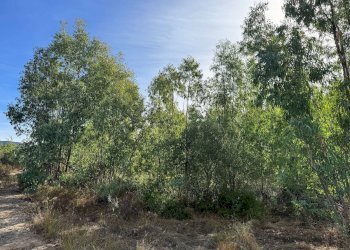 Foto 3 - Terreno agricolo Strada vicinale nuraghe, San Vito - foto 3