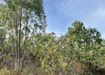 Foto 5 - Terreno agricolo Strada vicinale nuraghe, San Vito - foto 5