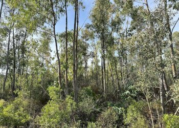 Foto 6 - Terreno agricolo Strada vicinale nuraghe, San Vito - foto 6