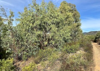Foto 7 - Terreno agricolo Strada vicinale nuraghe, San Vito - foto 7