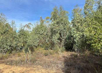 Foto 9 - Terreno agricolo Strada vicinale nuraghe, San Vito - foto 9