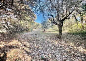 WhatsApp Image 2025-12-10 at 13.49.35 (1).jpeg - Terreno agricolo Via dei Caolini snc, Marcellina - foto 2