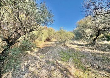 WhatsApp Image 2025-12-10 at 13.49.37.jpeg - Terreno agricolo Via dei Caolini snc, Marcellina - foto 8