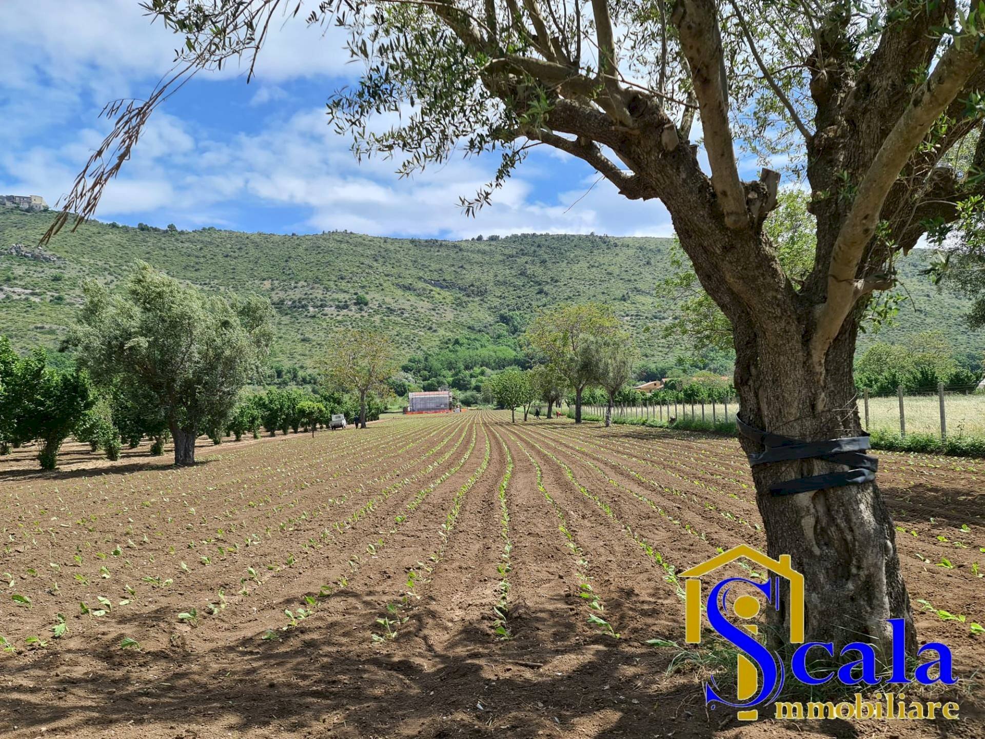 Foto 2 - Terreno agricolo TRIFLISCO, Bellona - foto 2