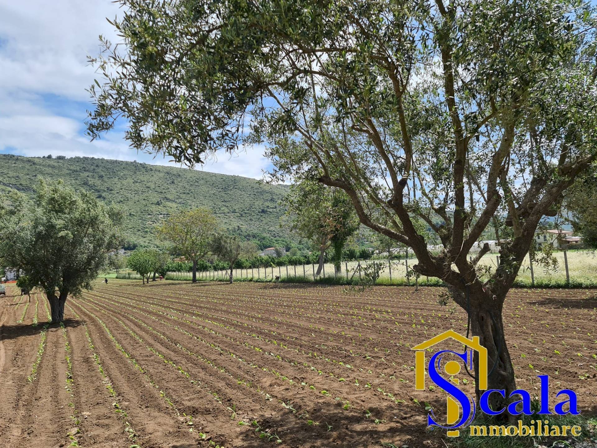 Foto 3 - Terreno agricolo TRIFLISCO, Bellona - foto 3