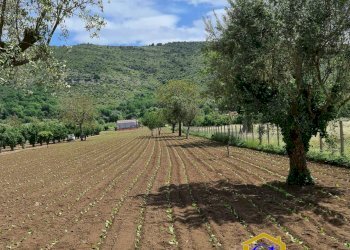 Foto 1 - Terreno agricolo TRIFLISCO, Bellona - foto 1