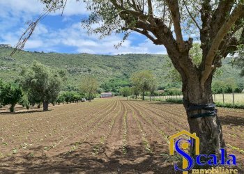 Foto 2 - Terreno agricolo TRIFLISCO, Bellona - foto 2