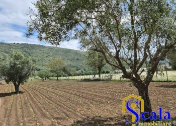 Foto 3 - Terreno agricolo TRIFLISCO, Bellona - foto 3