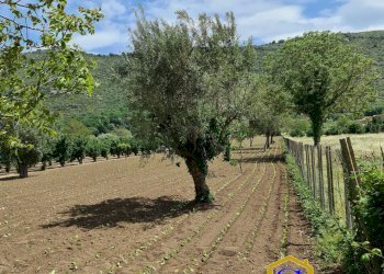 Foto 4 - Terreno agricolo TRIFLISCO, Bellona - foto 4