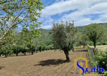 Foto 5 - Terreno agricolo TRIFLISCO, Bellona - foto 5