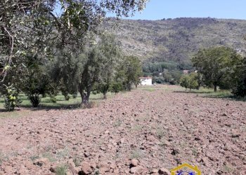 Foto 6 - Terreno agricolo TRIFLISCO, Bellona - foto 6