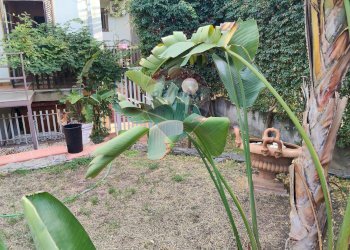 Giardino - Appartamento Viale Angelo Vasta
 
4, Catania - foto 4