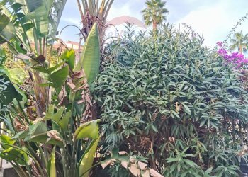 Giardino - Appartamento Viale Angelo Vasta
 
4, Catania - foto 30