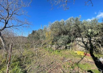 Foto 1 - Terreno agricolo via tora, Avella - foto 1