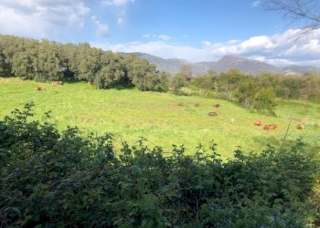 16.jpg - Terreno edificabile Via Colle Spinello snc, Guidonia Montecelio - foto 1